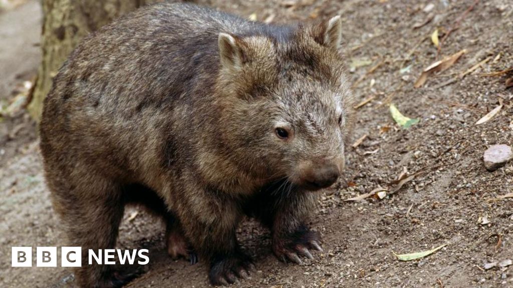 US influencer draws backlash for taking baby wombat from mum